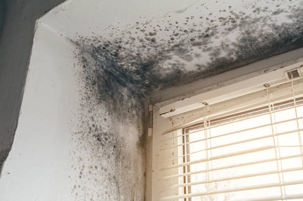 Affordable Black Mold Remediation solutions in Salisbury, NY